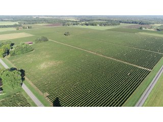 Van Buren County, Michigan Farmland - LAND AUCTION - 300+/- ACRES SPECIALTY CROP - GRAPES AND HOPS - OFFERED IN 8 TRACTS IN VAN BUREN COUNTY, MICHIGAN